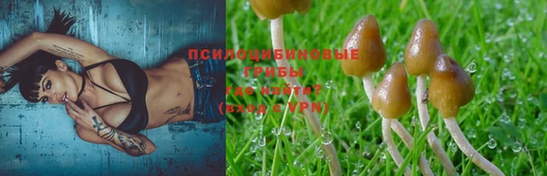 прущие грибы Баксан